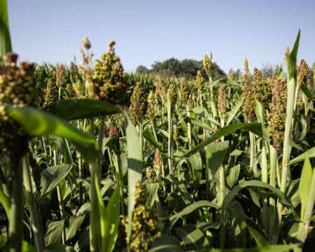 sorghum