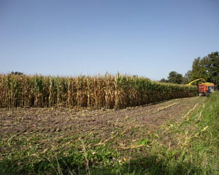 groenbemester biologisch