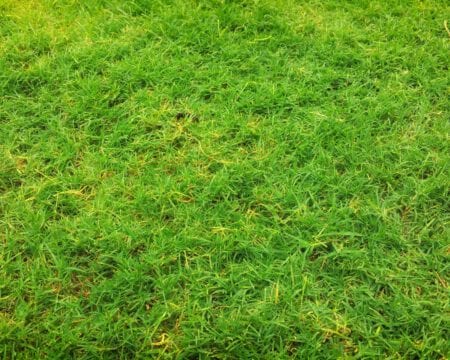 doorzaai graszaad